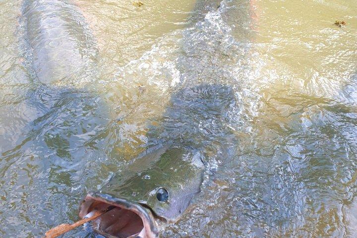 モンキーアイランド、アマゾン川、在来水生生物 - すべてのチケット