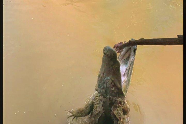 モンキーアイランド、アマゾン川、在来水生生物 - すべてのチケット