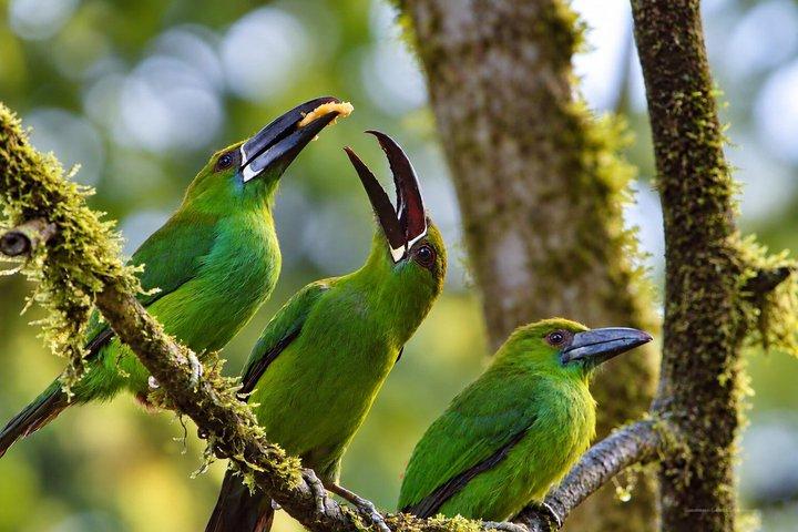 Mindo Cloud Forest: Hummingbirds, Birding & Waterfalls | Private