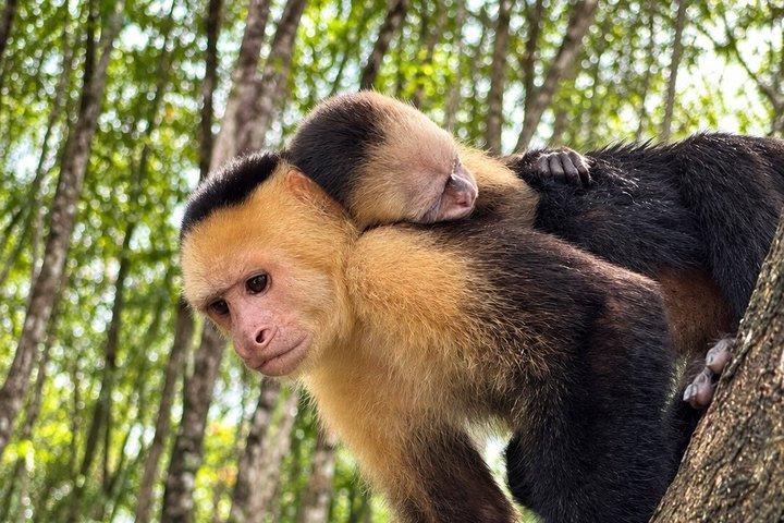 Monkey tours safari in Manuel Antonio from San Jose