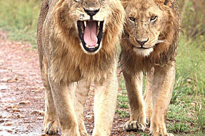 3 - Day Tsavo East, Ngutuni Sanctuary & Lugard faller.