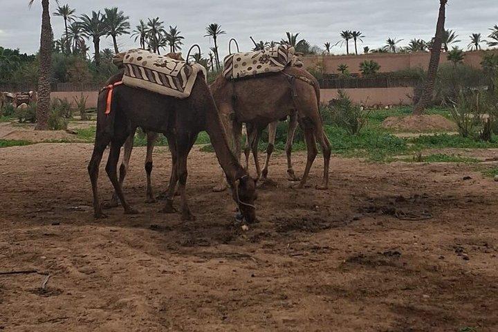 カサブランカ発マラケシュ日帰りツアー 宮殿 スーク メディナ