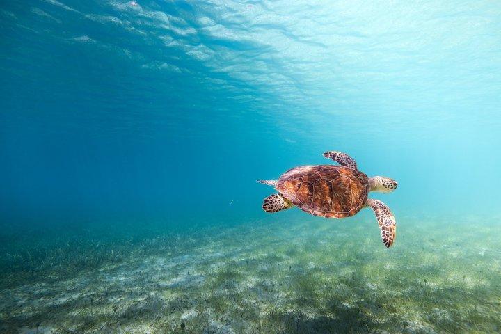 Icacos oder Vieques All-Inclusive Schnorcheln & Wasserrutschen Bootstour