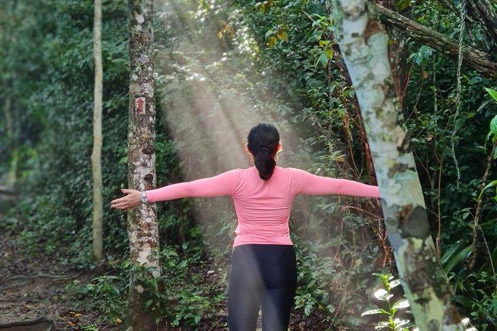 Évasion naturelle paisible à Rio dans la forêt de Tijuca