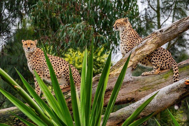 Sydney Zoo General Entry Admission Ticket