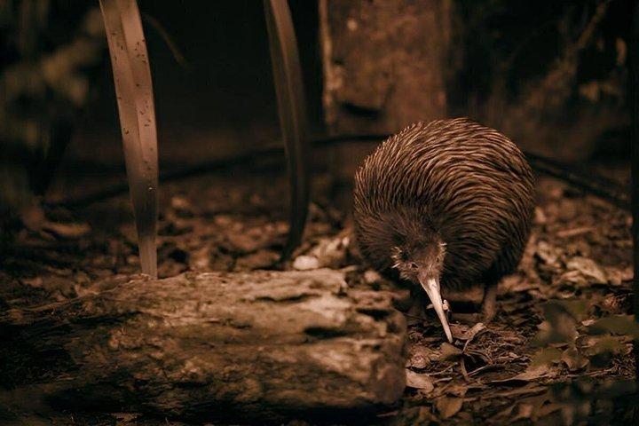 テプア・ロトルア地熱谷キウィ＆マオリ文化チケット