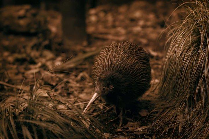 テプア・ロトルア地熱谷キウィ＆マオリ文化チケット