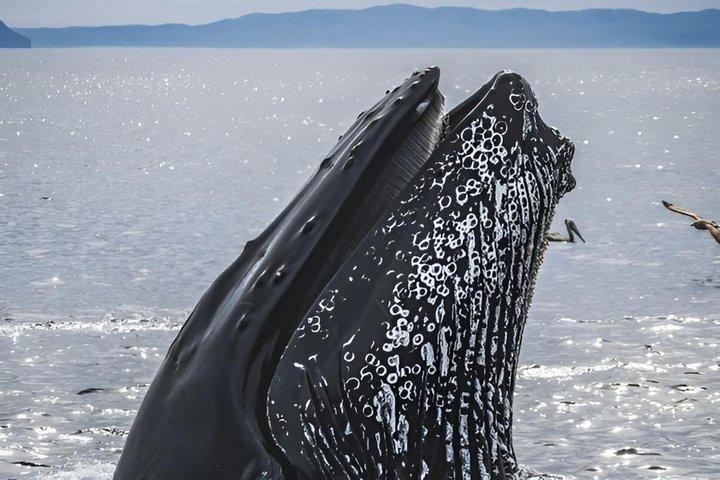 Whale Watching in Hermanus Shared Tour All-Inclusive