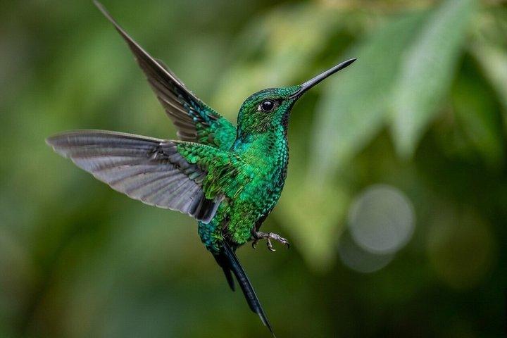 Mindo Cloud Forest Private Tour Birdwatching, Chocolate Coffee