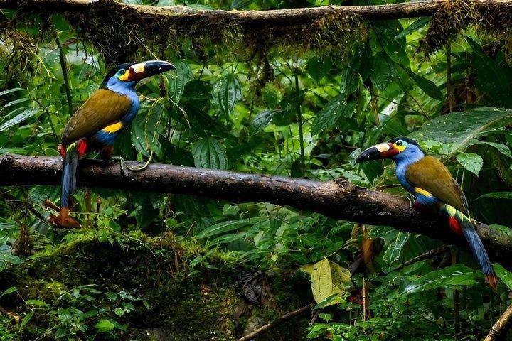 Tour privato della foresta nebulosa di Mindo con birdwatching e caffè al cioccolato.
