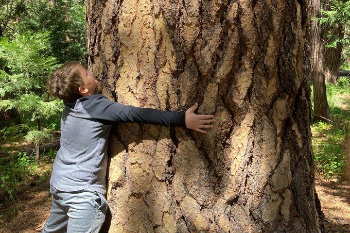 The Evolution of Yosemite: 3-Hour Walking Tour