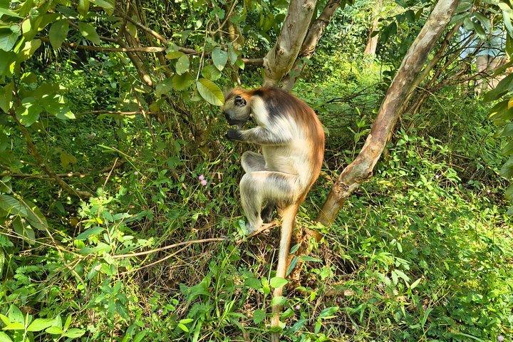 ブルーラグーン・ツアーズ スターフィッシュ、ジョザニの森、クザ洞窟、パジェビーチ