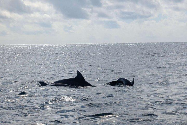 Tagesausflug zum Kisite Mpunguti Marine Park