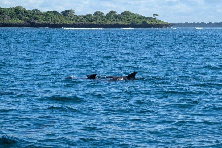 Tagesausflug zum Kisite Mpunguti Marine Park