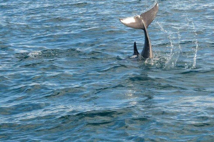 Tagesausflug zum Kisite Mpunguti Marine Park