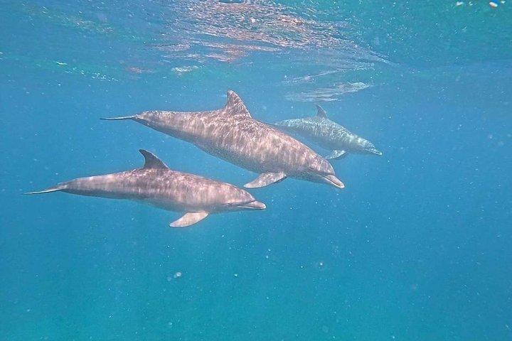 Tagesausflug zum Kisite Mpunguti Marine Park