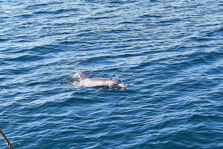Tagesausflug zum Kisite Mpunguti Marine Park