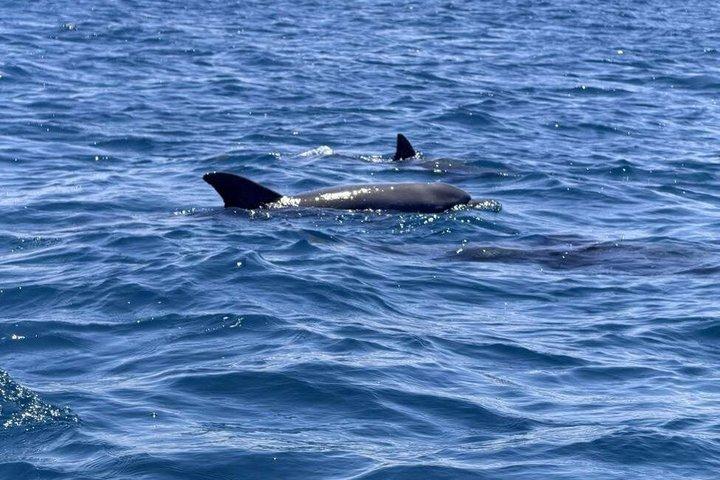 Tagesausflug zum Kisite Mpunguti Marine Park