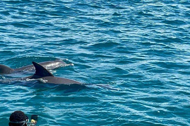Tagesausflug zum Kisite Mpunguti Marine Park