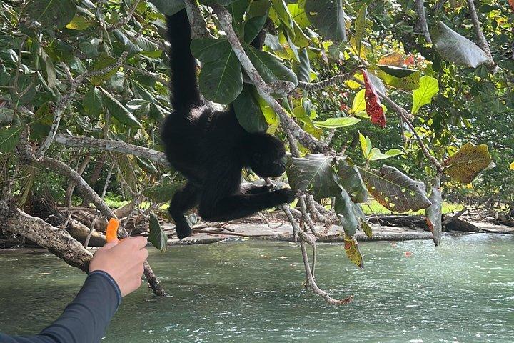 カリブ海の真ん中、天然プール付きのマミー島プライベート ツアー