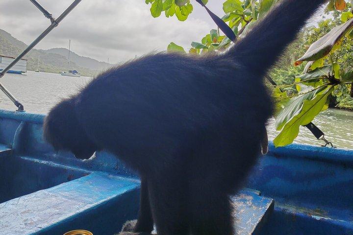 カリブ海の真ん中、天然プール付きのマミー島プライベート ツアー