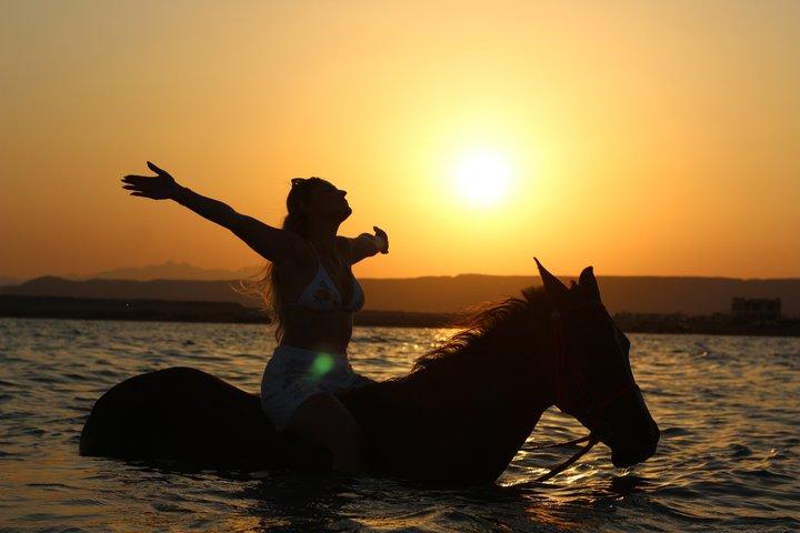 ハルガダでの馬との水泳乗馬 | ビーチ＆砂漠