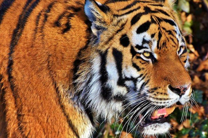 シンガポール動物園入場券