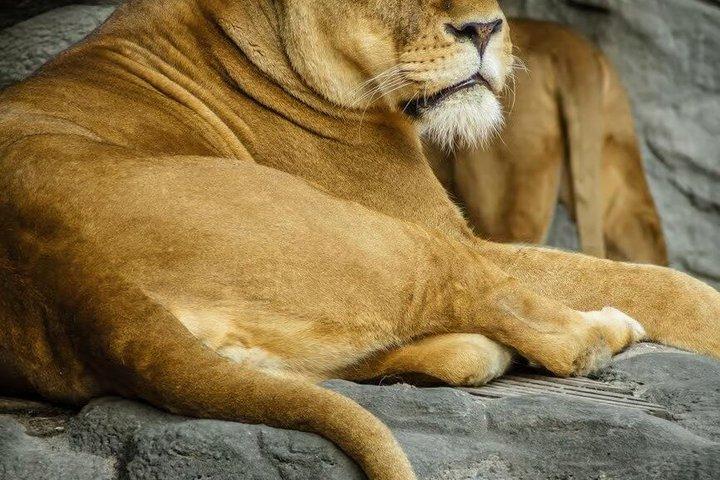 シンガポール動物園入場券