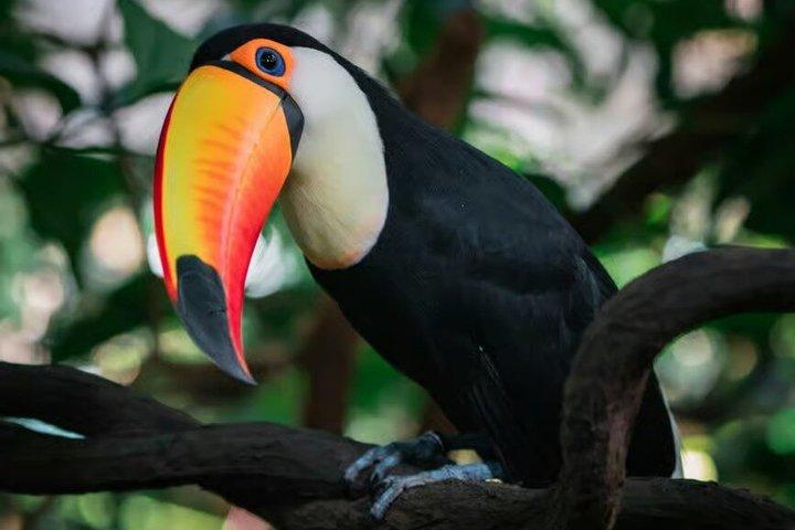シンガポール動物園入場券