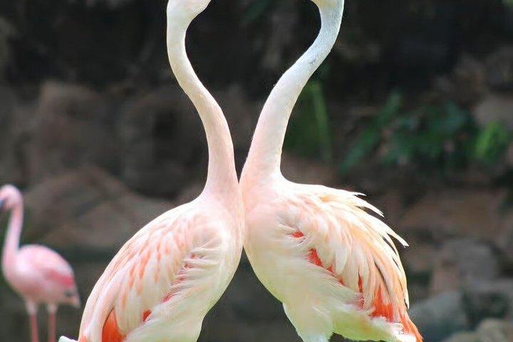 シンガポール動物園入場券