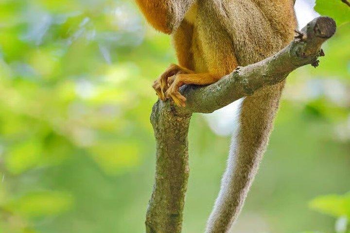 シンガポール動物園入場券