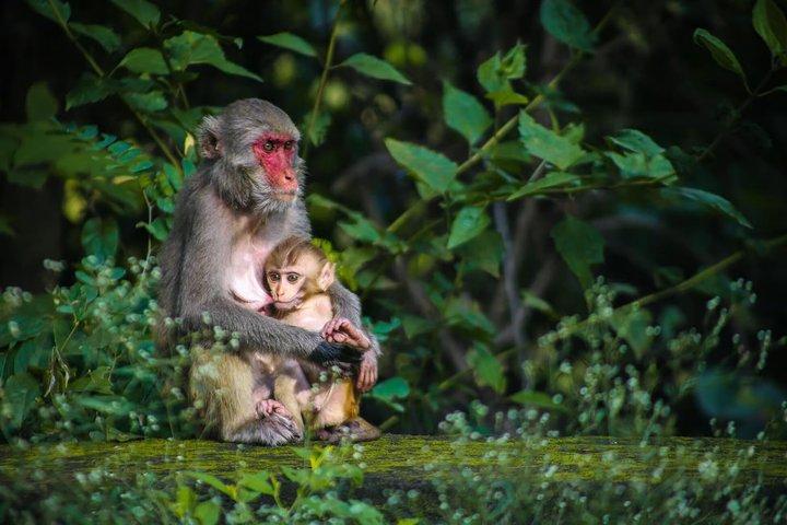 シンガポール動物園入場券