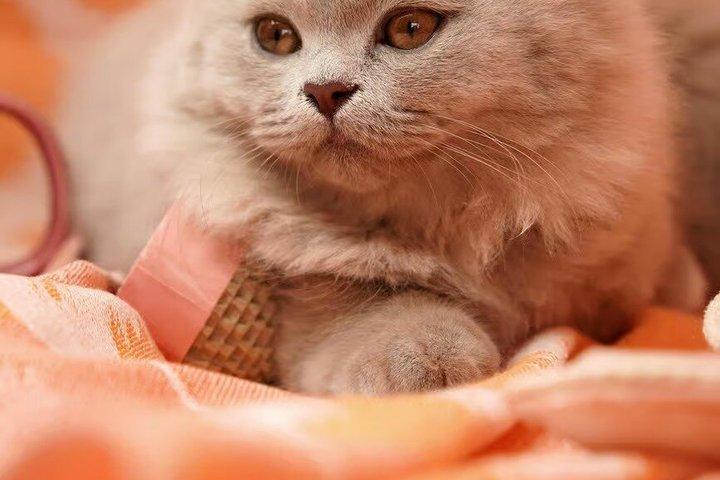 シンガポール動物園入場券