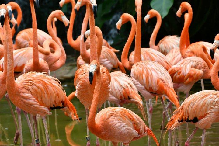 シンガポール動物園入場券