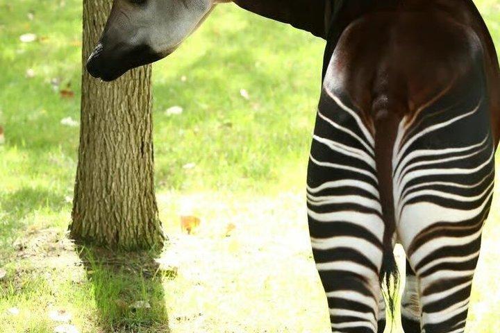シンガポール動物園入場券