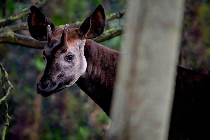 シンガポール動物園入場券