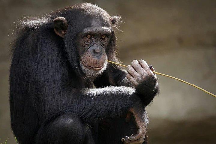 シンガポール動物園入場券