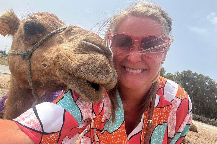 Tangier Highlights: 4-Hour Private Tour & Camel Ride