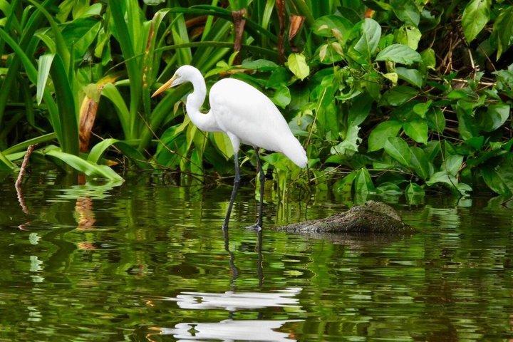 Shore Excursion: Caribbean Highlights Tour vanuit Limon