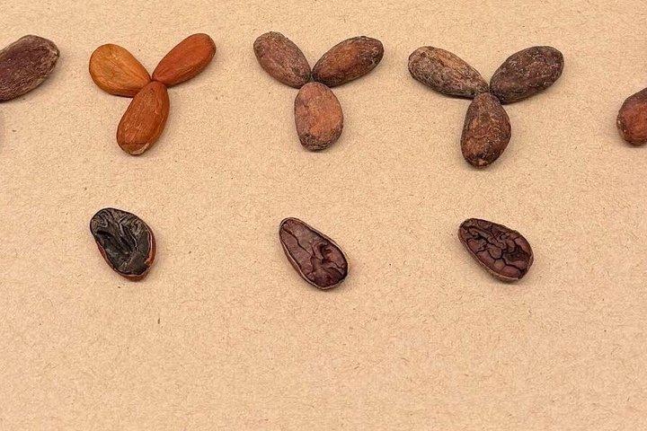 CDMX Sensory visit of cocoa and chocolate