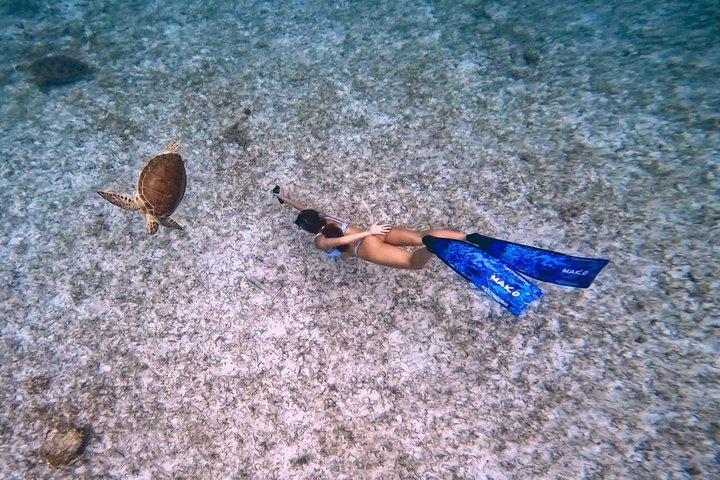Entdecken Sie Freitauchen mit Underdog Divers Aruba