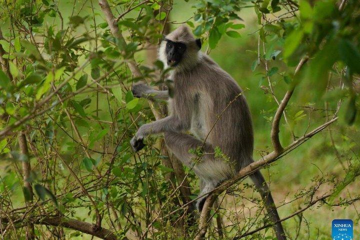 カスタマイズ可能な複数日スリランカ旅行：車、ドライバー、旅館