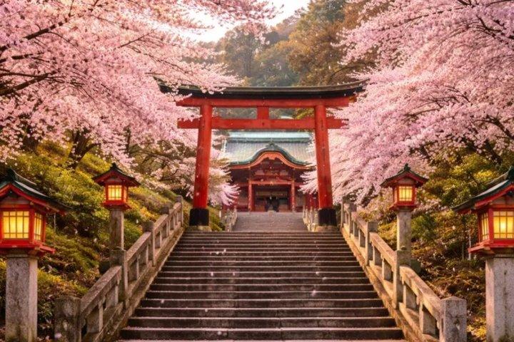 東京発プライベート鎌倉桜日帰りツアー