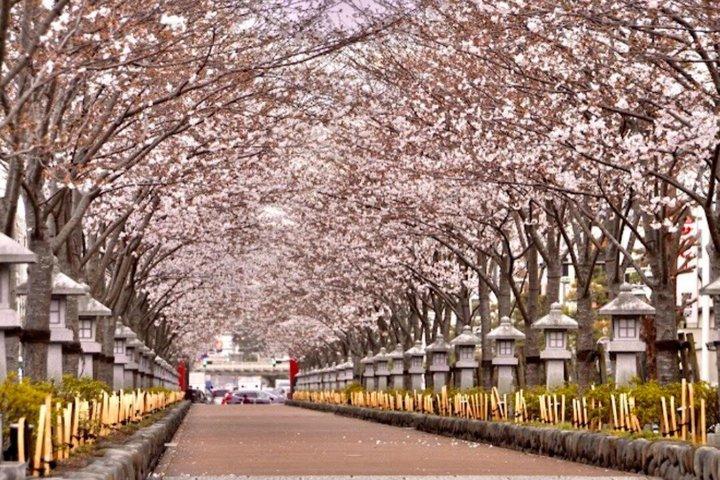 東京発プライベート鎌倉桜日帰りツアー