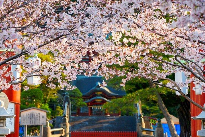 東京発プライベート鎌倉桜日帰りツアー