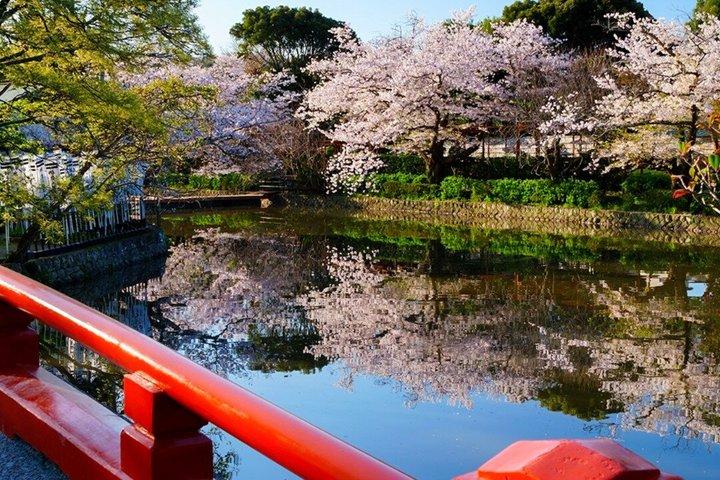 東京発プライベート鎌倉桜日帰りツアー