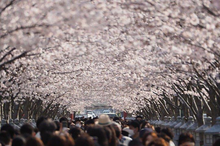 東京発プライベート鎌倉桜日帰りツアー
