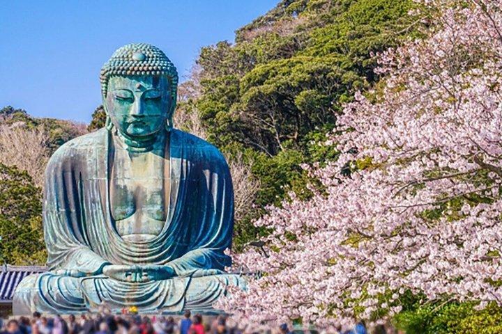 Privat-Kamakura-Kirschblüten-Tagestour ab Tokio