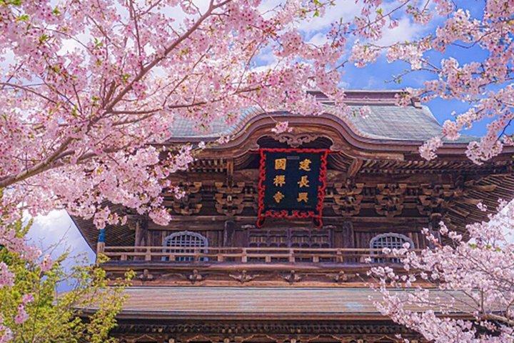 東京発プライベート鎌倉桜日帰りツアー