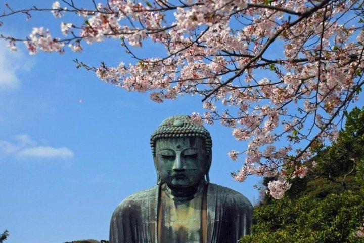 東京発プライベート鎌倉桜日帰りツアー